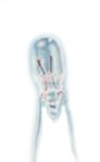 (image for) Wire Ended Neon Bulb (BCM94G)